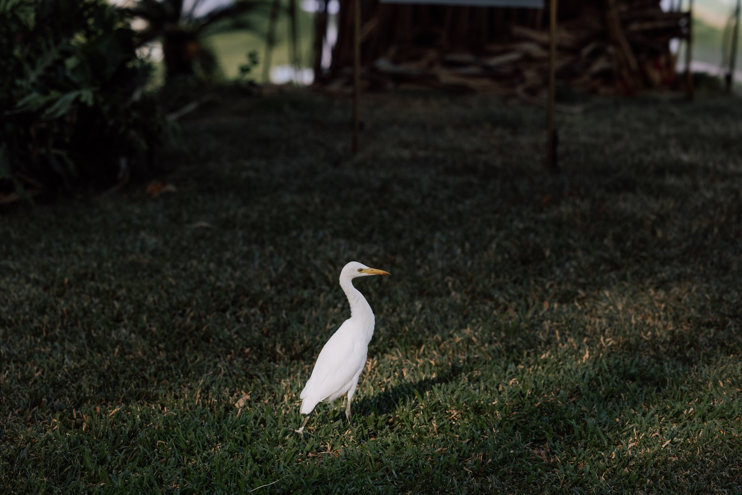 057- Paliku Gardens Kualoa Ranch Honolulu Hawaii Wedding -006A6266.jpg