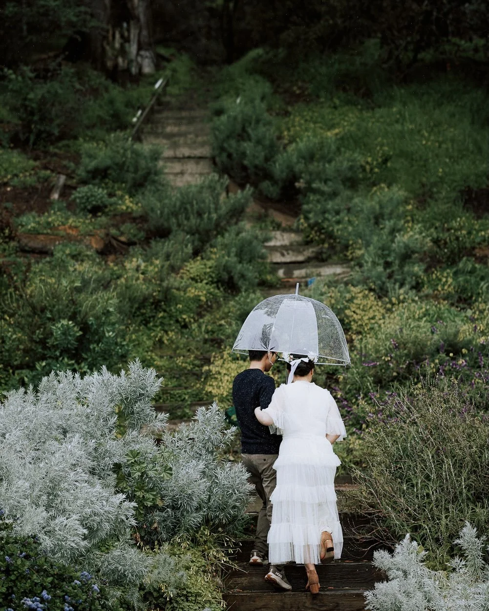 又連續下了幾天的雨，
忽然想起去年的春天， 也是這樣的天氣， 
我們在舊金山的花叢間穿行，
傘是透明的，雨打在上面， 聲音很輕，心卻很滿。
雨季又來了。 有些春天總值得回憶。

The rain has stayed for days now. And somehow last spring comes back to me, the same grey sky, the same soft sound of rain on a clear umbrella, as we wandered th