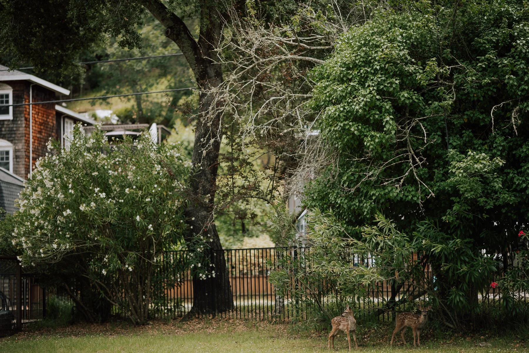 001- Deer Park Villa Northern California Wedding - J&C- C42A2455.jpg
