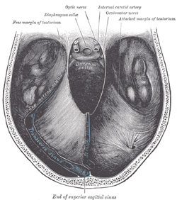 Tentorium Cerebelli - creates a "floor" for the brain (cerebrum) and separates the cerebrum from the cerebellum
