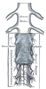Three layers of Dura Mater