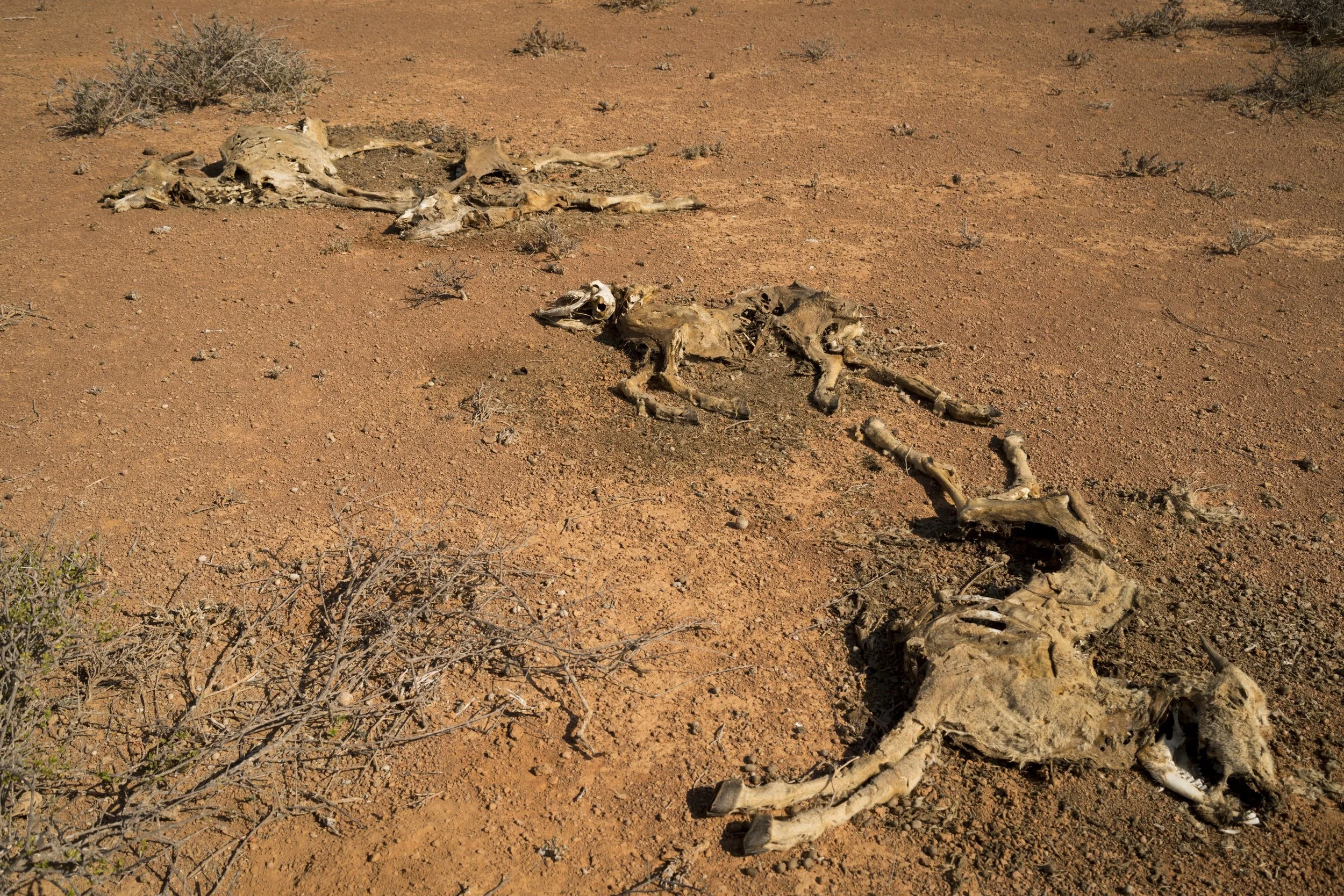 The remains of dead goats lie along the road where they were discarded by trucks that had attempted to transport them in the search of food and water in Puntland, northern Somalia, February 18, 2017.
