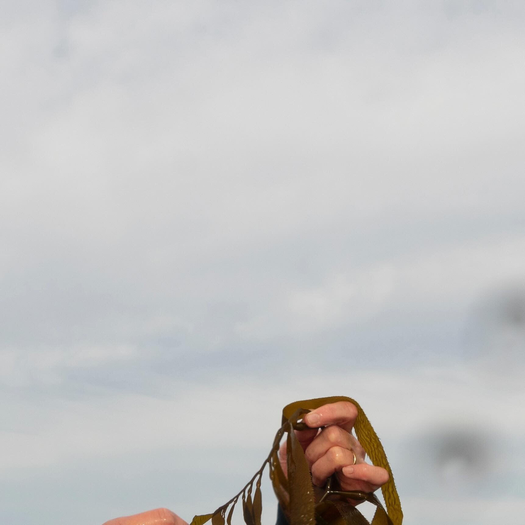 Caroline Slootweg, co-founder of Kelp Blue, examines kelp cultivated on a pilot farm in Shearwater Bay,&nbsp;off the coast of Lüderitz, Namibia, August 18, 2023.&nbsp;Adriane Ohanesian for the Bulletin of the Atomic Scientists

Text by Paul Tullis.&