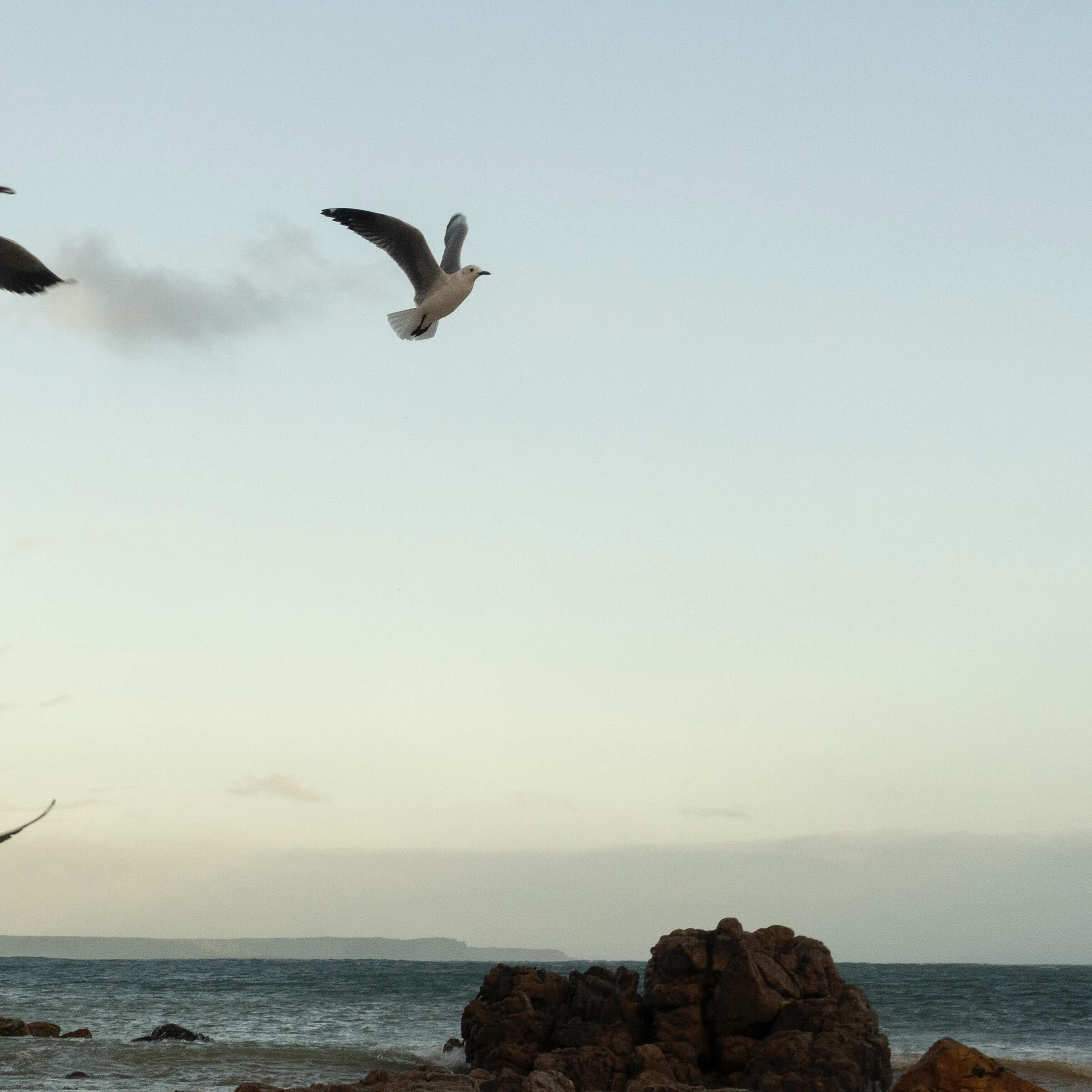 Seagulls feed at sunset next to kelp that has been washed up onto Witsand Beach outside of Cape Town, South Africa, June 16, 2023. Sea birds often use the kelp for nest sites. Adriane Ohanesian for the Bulletin of the Atomic Scientists

Text by Paul 