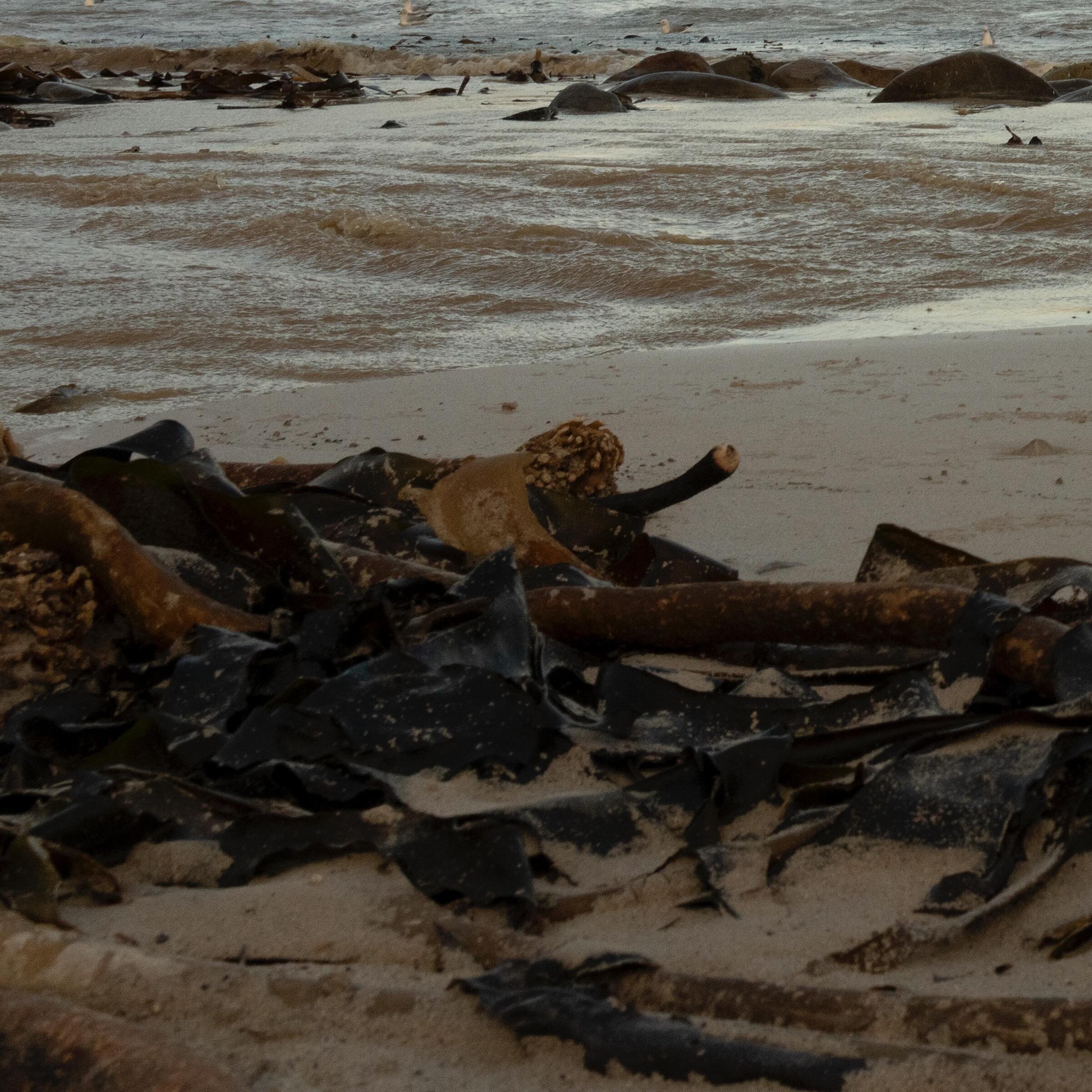 Seagulls feed at sunset next to kelp that has been washed up onto Witsand Beach outside of Cape Town, South Africa, June 16, 2023. Sea birds often use the kelp for nest sites. Adriane Ohanesian for the Bulletin of the Atomic Scientists

Text by Paul 