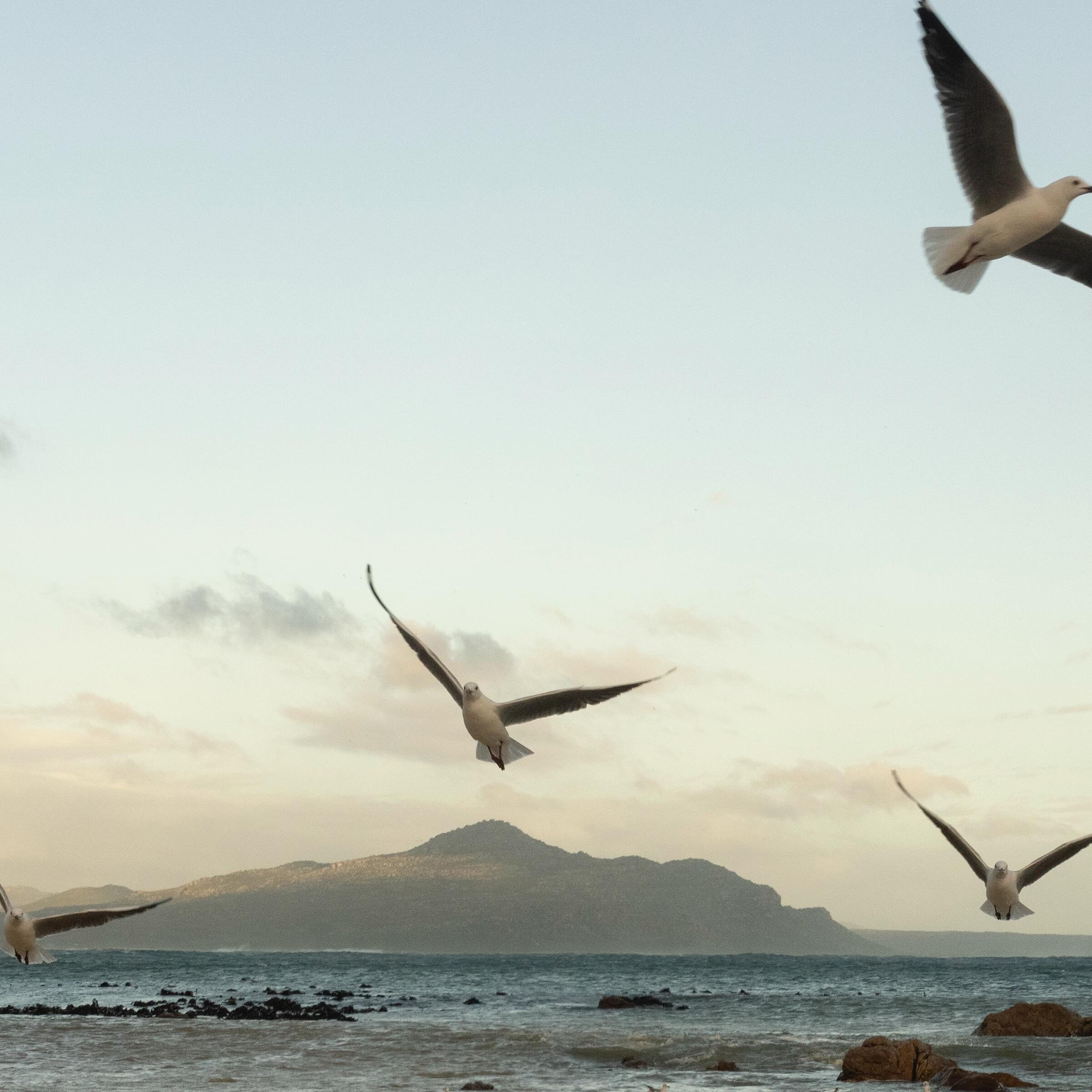 Seagulls feed at sunset next to kelp that has been washed up onto Witsand Beach outside of Cape Town, South Africa, June 16, 2023. Sea birds often use the kelp for nest sites. Adriane Ohanesian for the Bulletin of the Atomic Scientists

Text by Paul 