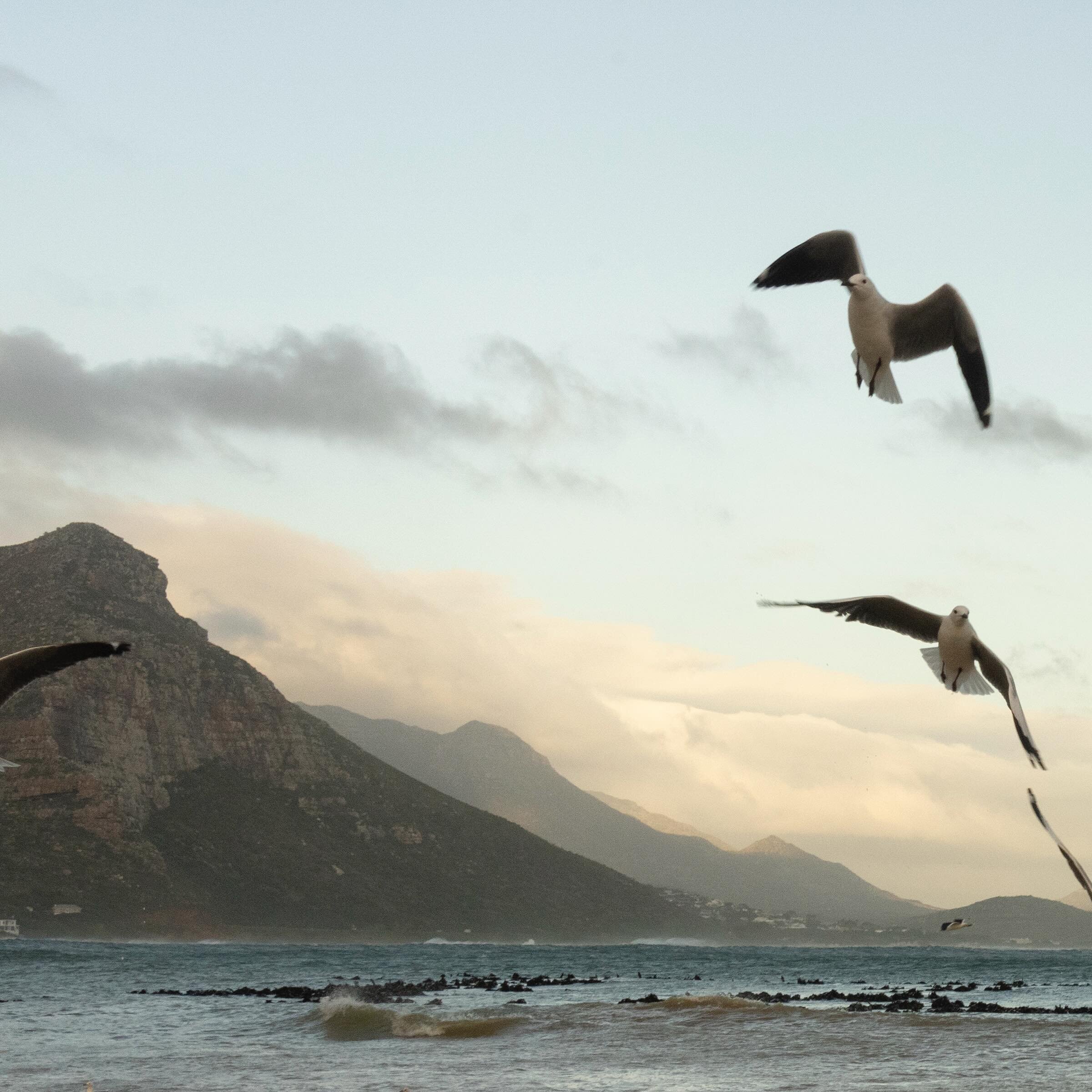 Seagulls feed at sunset next to kelp that has been washed up onto Witsand Beach outside of Cape Town, South Africa, June 16, 2023. Sea birds often use the kelp for nest sites. Adriane Ohanesian for the Bulletin of the Atomic Scientists

Text by Paul 