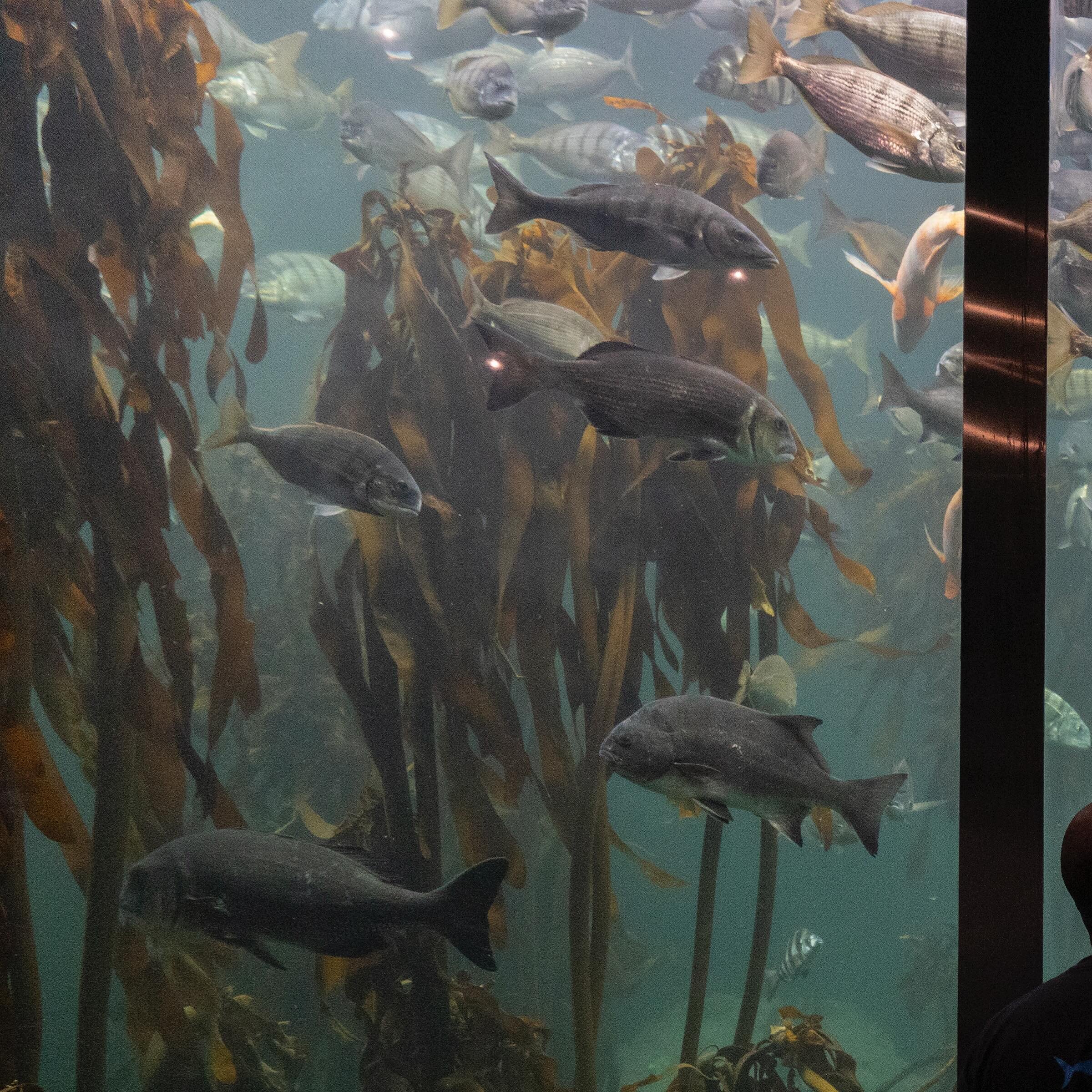 A family visits the Kelp Forest Exhibit at the Two Oceans Aquarium in Cape Town, South Africa, August 13, 2023. Adriane Ohanesian for the Bulletin of the Atomic Scientists

Kelp forests cover six to seven million square kilometers of ocean&mdash;an a