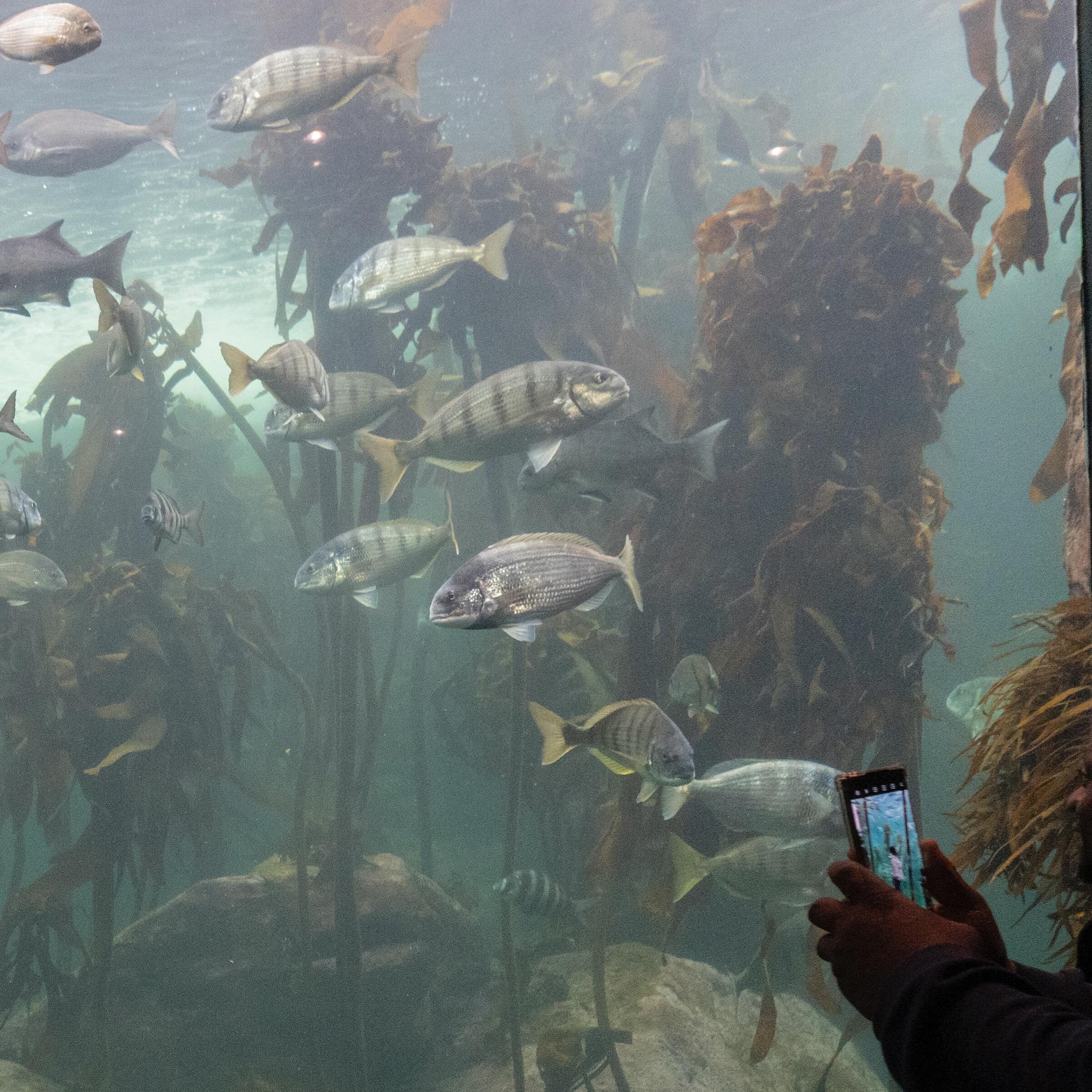 A family visits the Kelp Forest Exhibit at the Two Oceans Aquarium in Cape Town, South Africa, August 13, 2023. Adriane Ohanesian for the Bulletin of the Atomic Scientists

Kelp forests cover six to seven million square kilometers of ocean&mdash;an a