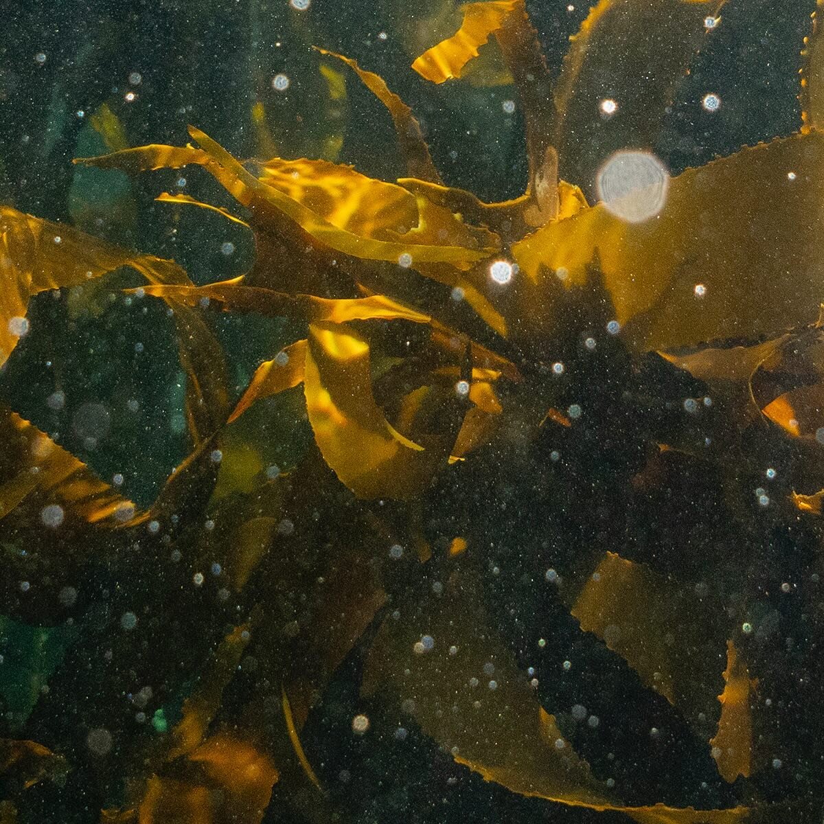 The kelp forest off of Windmill Beach, Simon&rsquo;s Town, South Africa, August 13, 2023. Adriane Ohanesian for the Bulletin of the Atomic Scientists

Kelp forests can grow to a height of 175 feet in some environments and maintain a canopy structure 