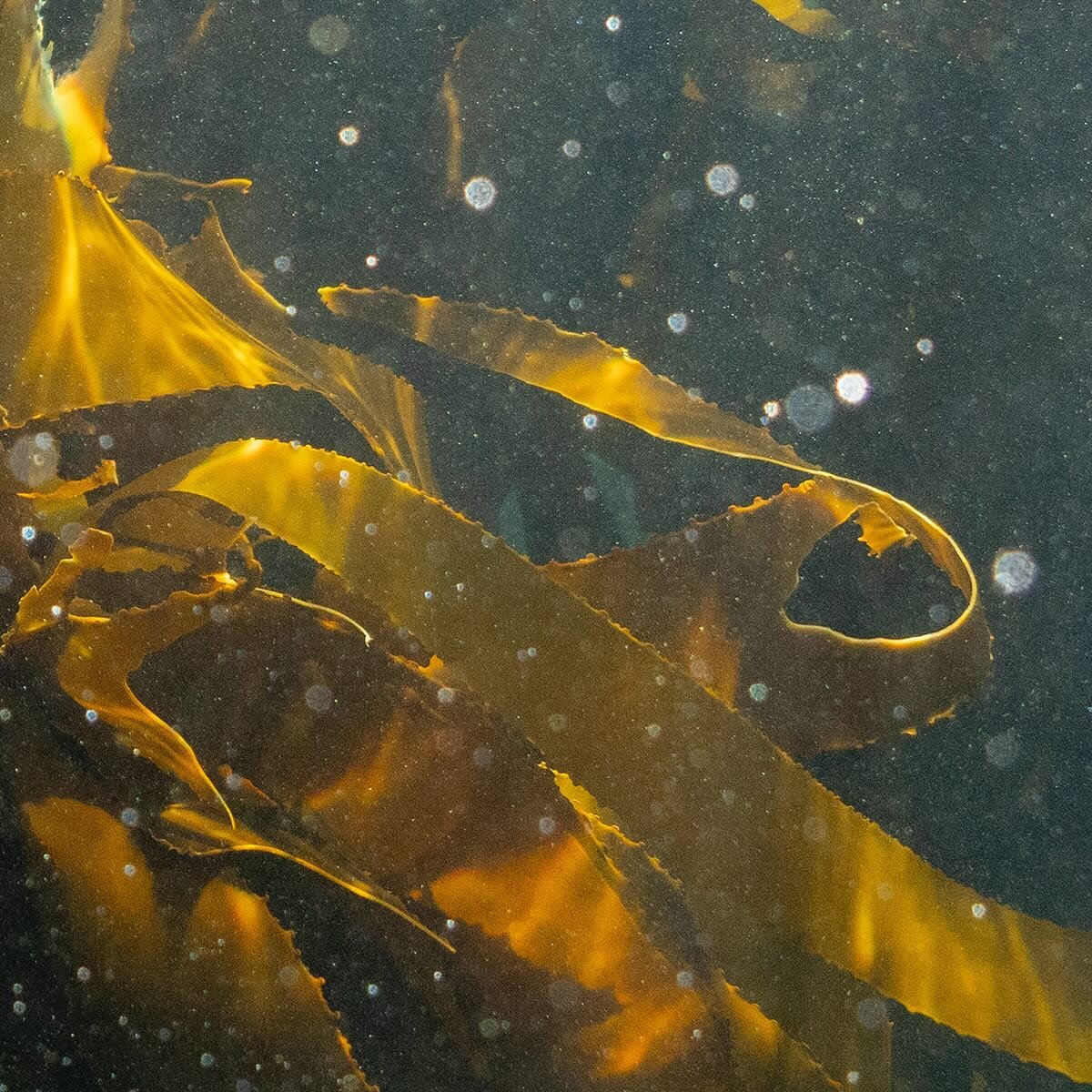 The kelp forest off of Windmill Beach, Simon&rsquo;s Town, South Africa, August 13, 2023. Adriane Ohanesian for the Bulletin of the Atomic Scientists

Kelp forests can grow to a height of 175 feet in some environments and maintain a canopy structure 