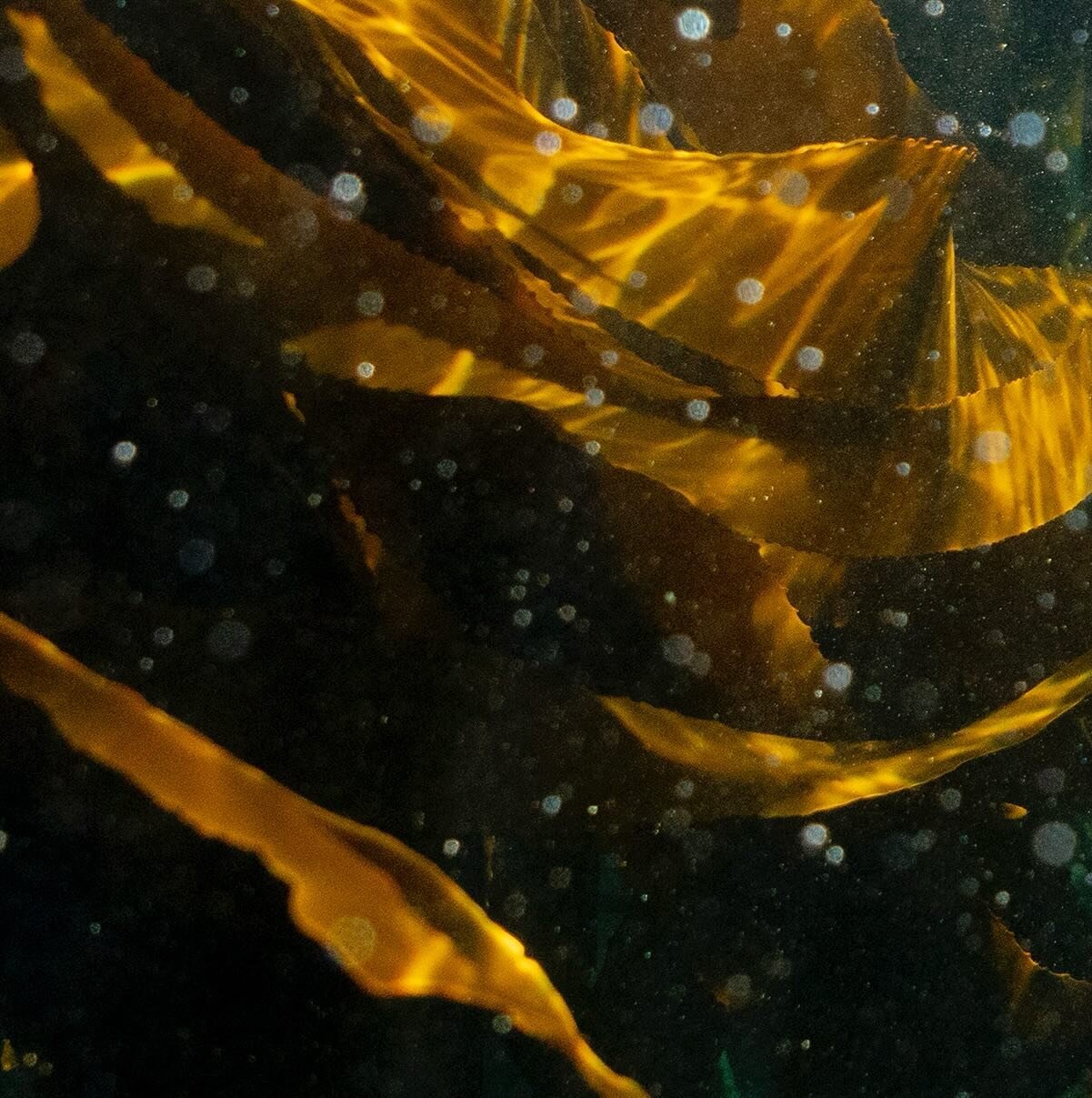 The kelp forest off of Windmill Beach, Simon&rsquo;s Town, South Africa, August 13, 2023. Adriane Ohanesian for the Bulletin of the Atomic Scientists

Kelp forests can grow to a height of 175 feet in some environments and maintain a canopy structure 