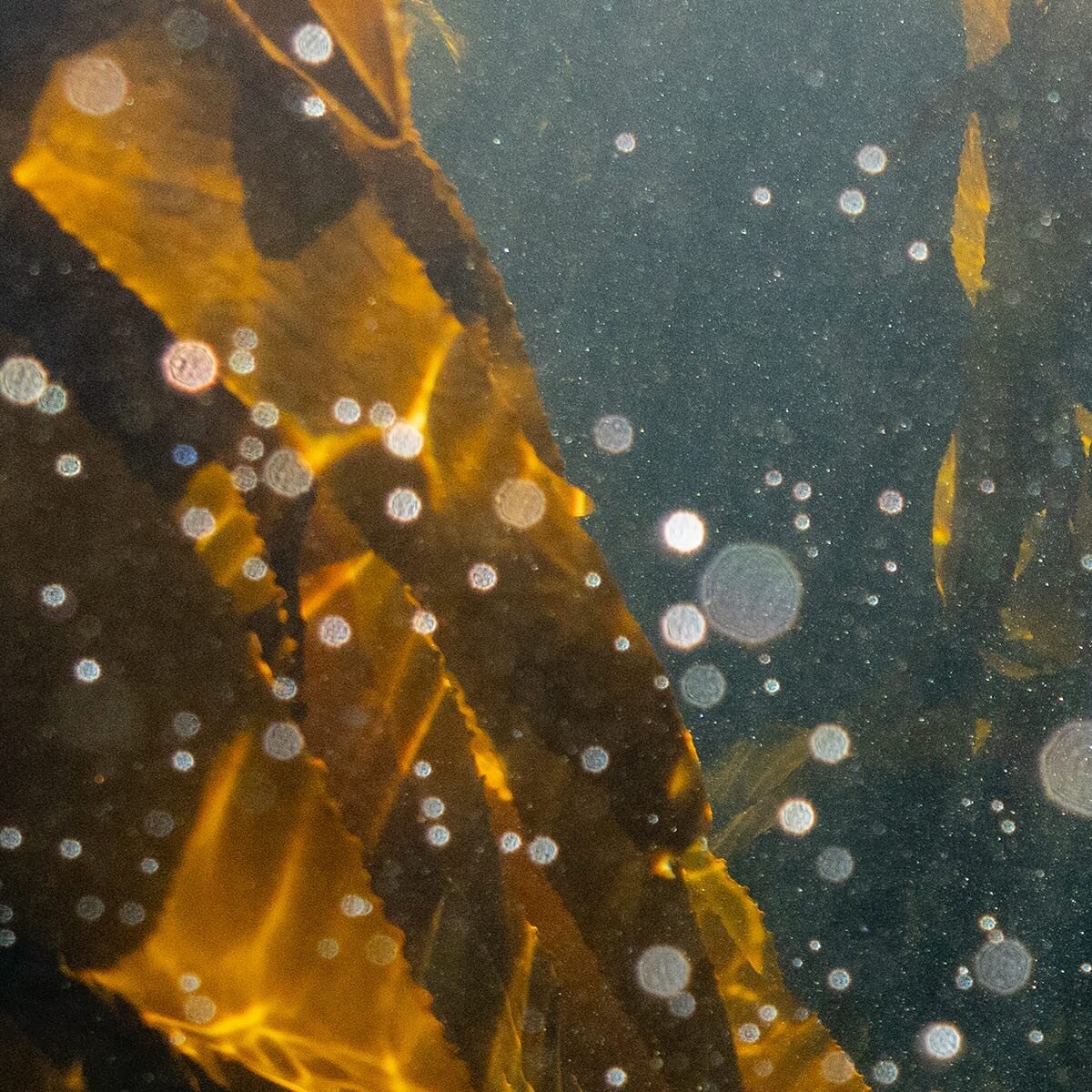 The kelp forest off of Windmill Beach, Simon&rsquo;s Town, South Africa, August 13, 2023. Adriane Ohanesian for the Bulletin of the Atomic Scientists

Kelp forests can grow to a height of 175 feet in some environments and maintain a canopy structure 