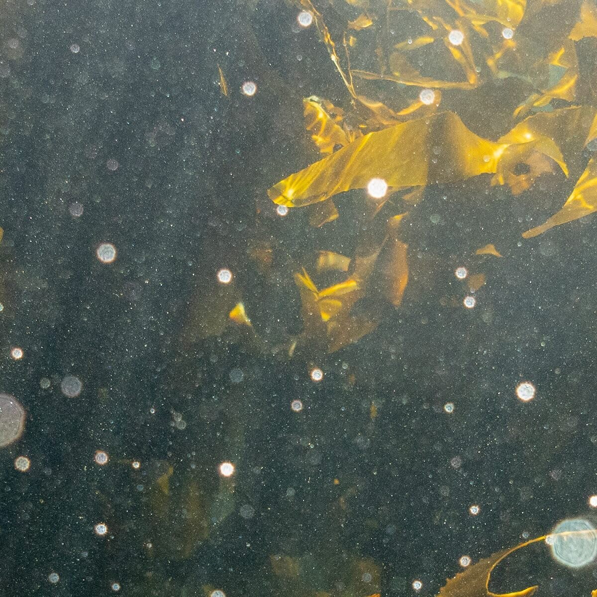 The kelp forest off of Windmill Beach, Simon&rsquo;s Town, South Africa, August 13, 2023. Adriane Ohanesian for the Bulletin of the Atomic Scientists

Kelp forests can grow to a height of 175 feet in some environments and maintain a canopy structure 