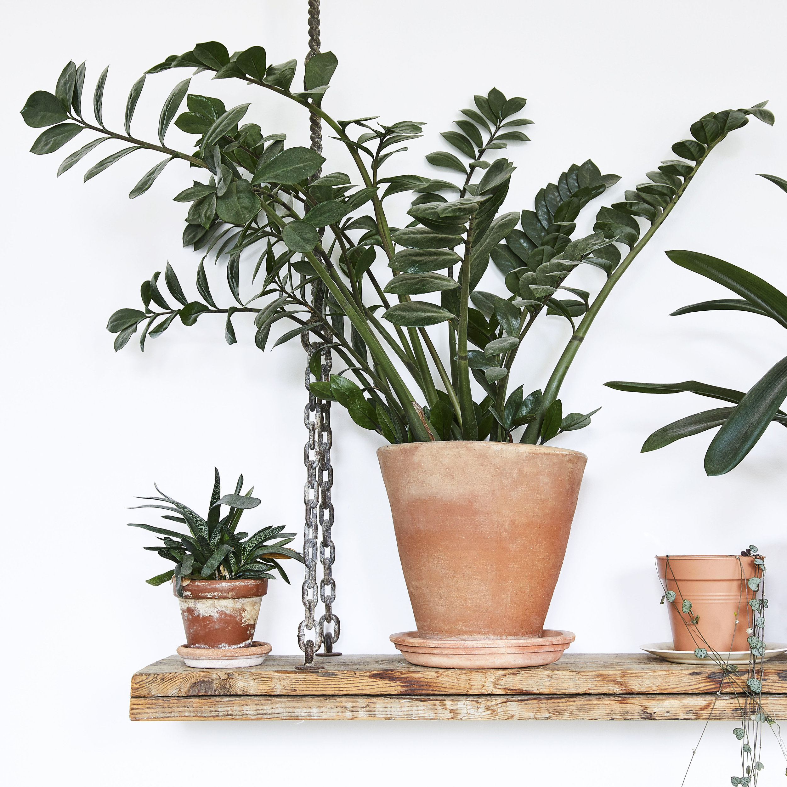 30_BOTANICS_01.jpg