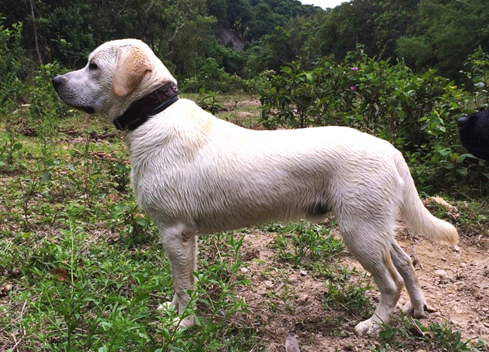 Leo_Silverstream Lion Rock pedigree white Labrador.jpg