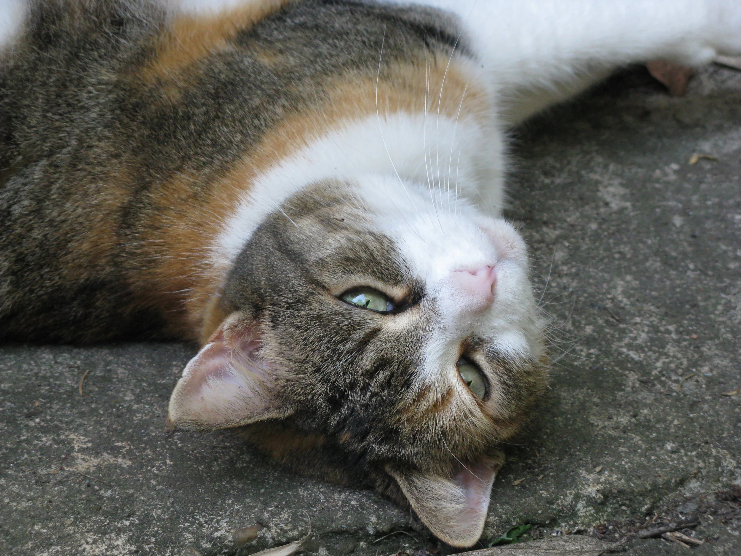 Miss Pooh was a Glamour Puss, Queen of the Garden, High Commander of the Cobblestone Alley behind our Carriage House, and Above All The Center of Our Universe. Her love will Resonate in our Lives Forever.