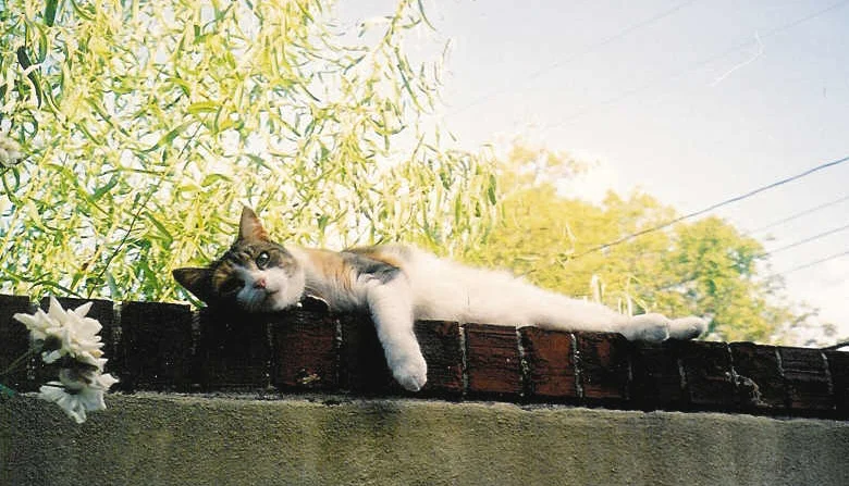 Miss Pooh loved to climb. She often sat on the roof of our carriage house where she had a majestic view of her domain. This is my favorite photo of her and is being immortalized by a local artist. Farewell my beautiful girl.