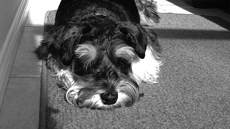 Cooper, ball chaser and door bell
