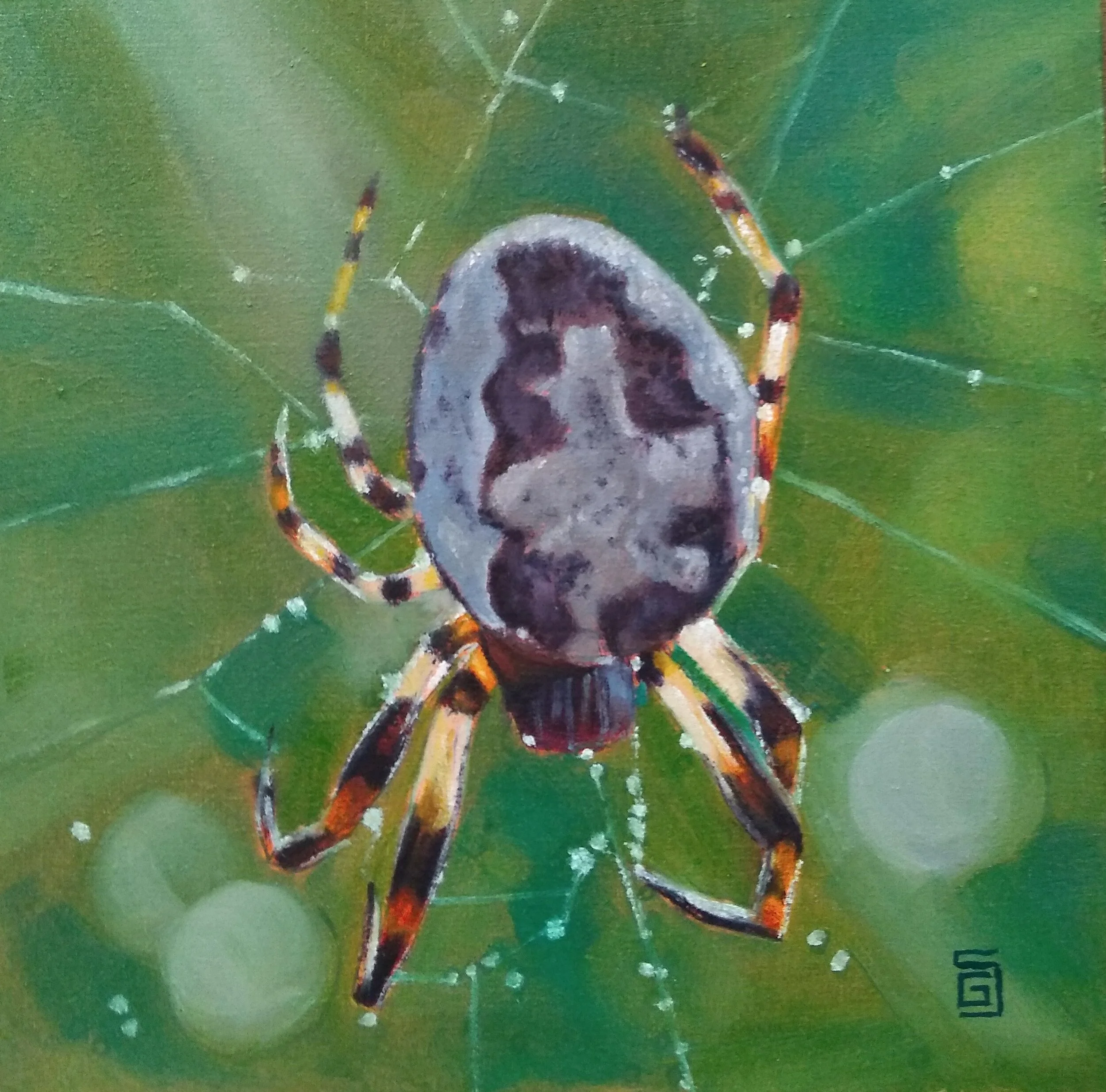 Garden Spider