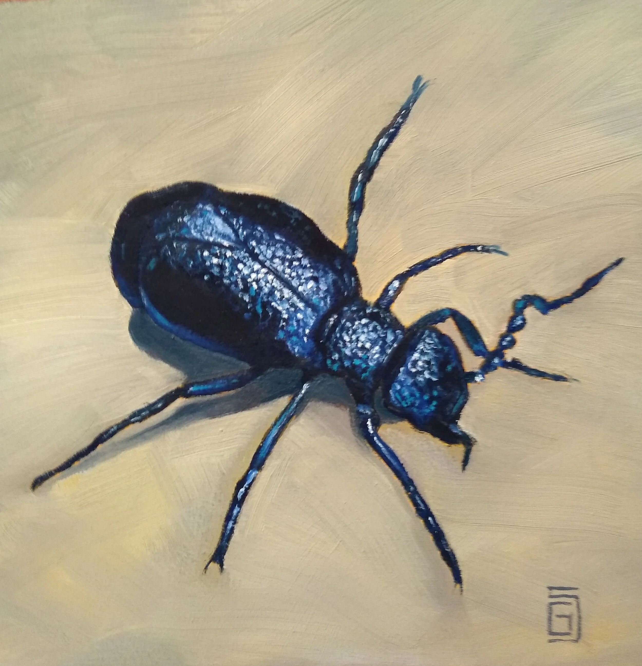 Oil Beetle
