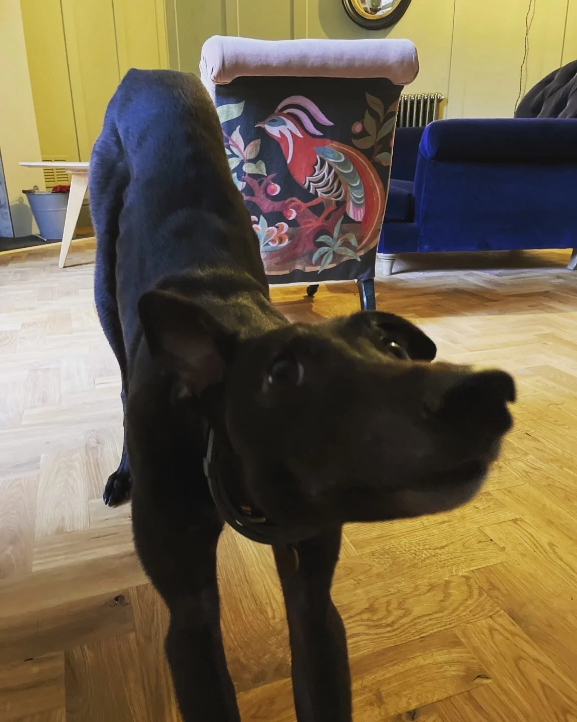 Beautiful Ben. Beautiful chair 🥰