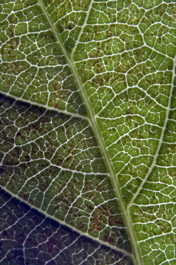 Look Closer at the leaf..