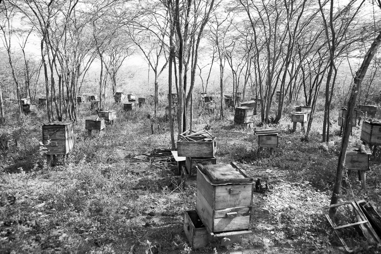 Black and white photo of abandoned wooden beehives in a wooded area with leafless trees.
