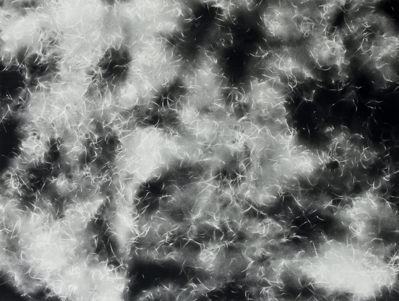    Spanish Moss 1216  , spray paint and wax pencil on paper, 22 x 30 inches, 2012 