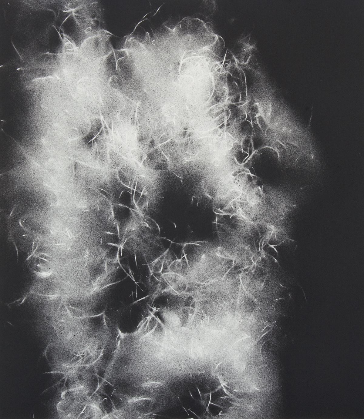   Spanish Moss 1217 , spray paint and wax pencil on paper, 16 x 12 inches, 2012 