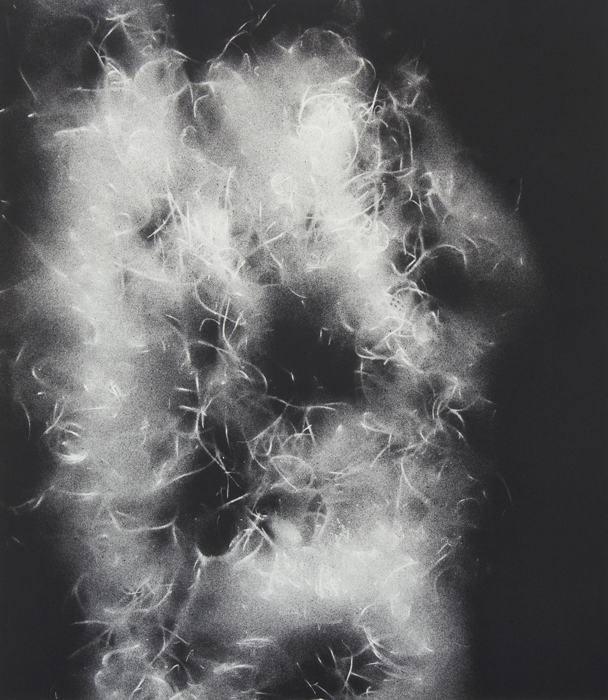 Spanish Moss 1217 , Spray paint and wax pencil on paper, 16 x 12 inches, 2012