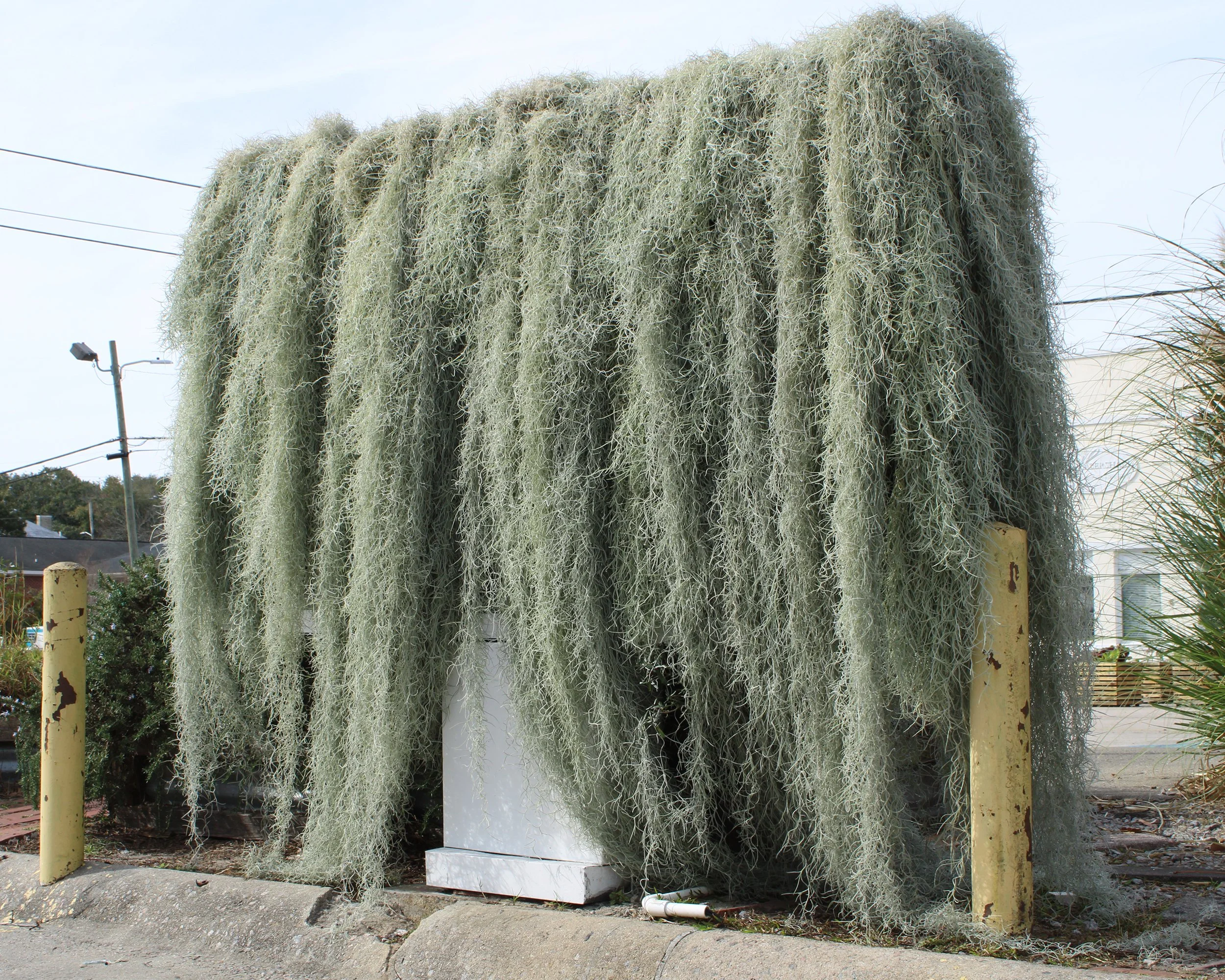   Cloak,   2026  Spanish moss, wire, nylon net, found objects  Approximately 74 × 90 × 14 in  Site-specific installation   