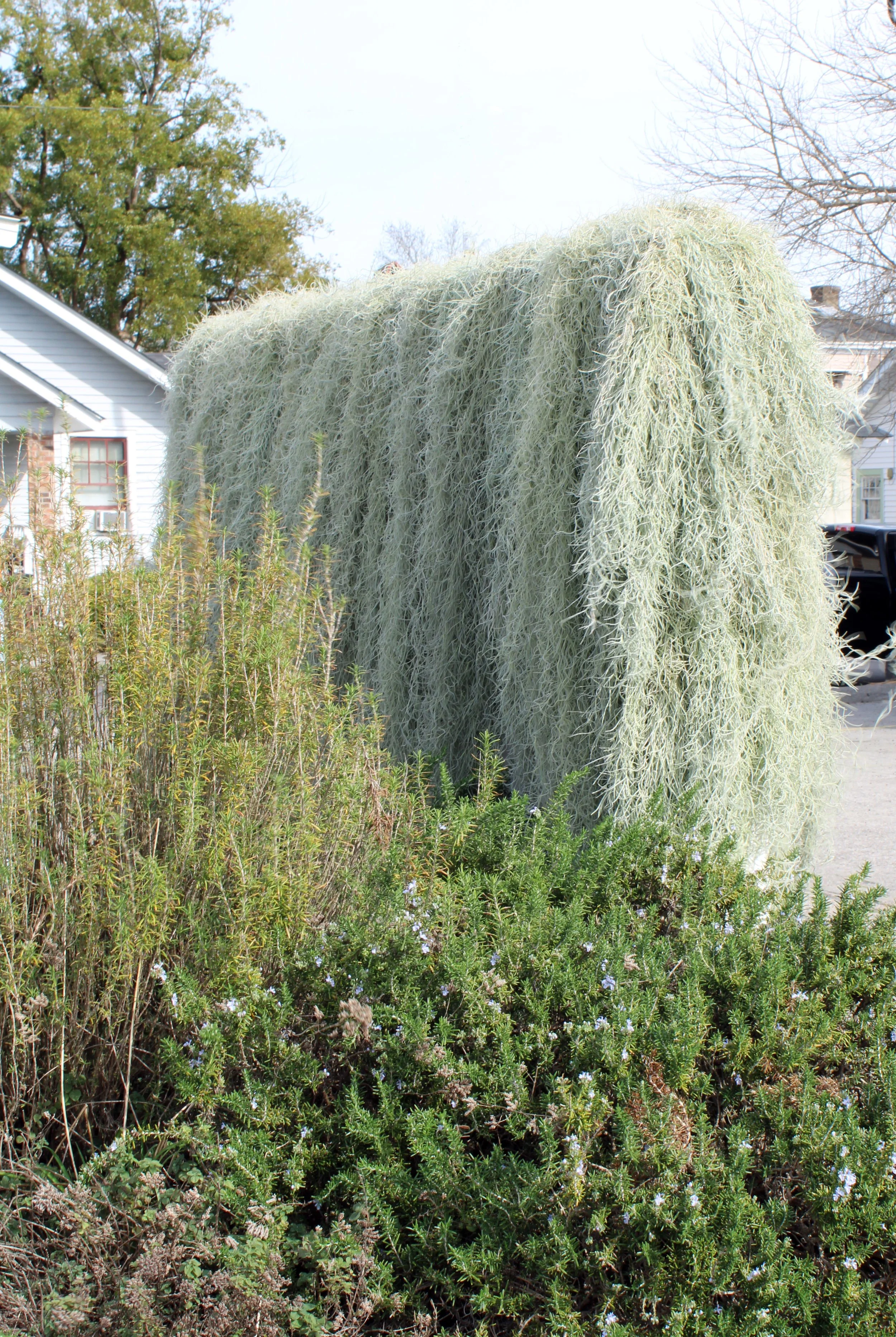    Cloak (rear view),   2026  Spanish moss, wire, nylon net, found objects  Approximately 74 × 90 × 14 in  Site-specific installation   