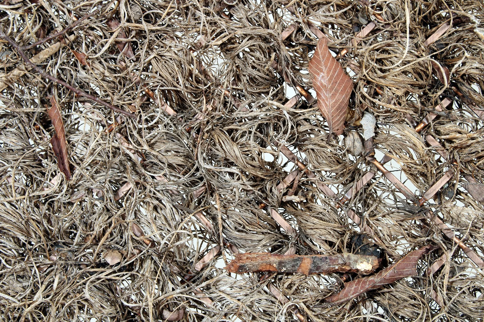    Garden (detail),   2025  Dried plant material, copper mesh, nylon line  36 1/2 × 50 × 1 3/4 in   