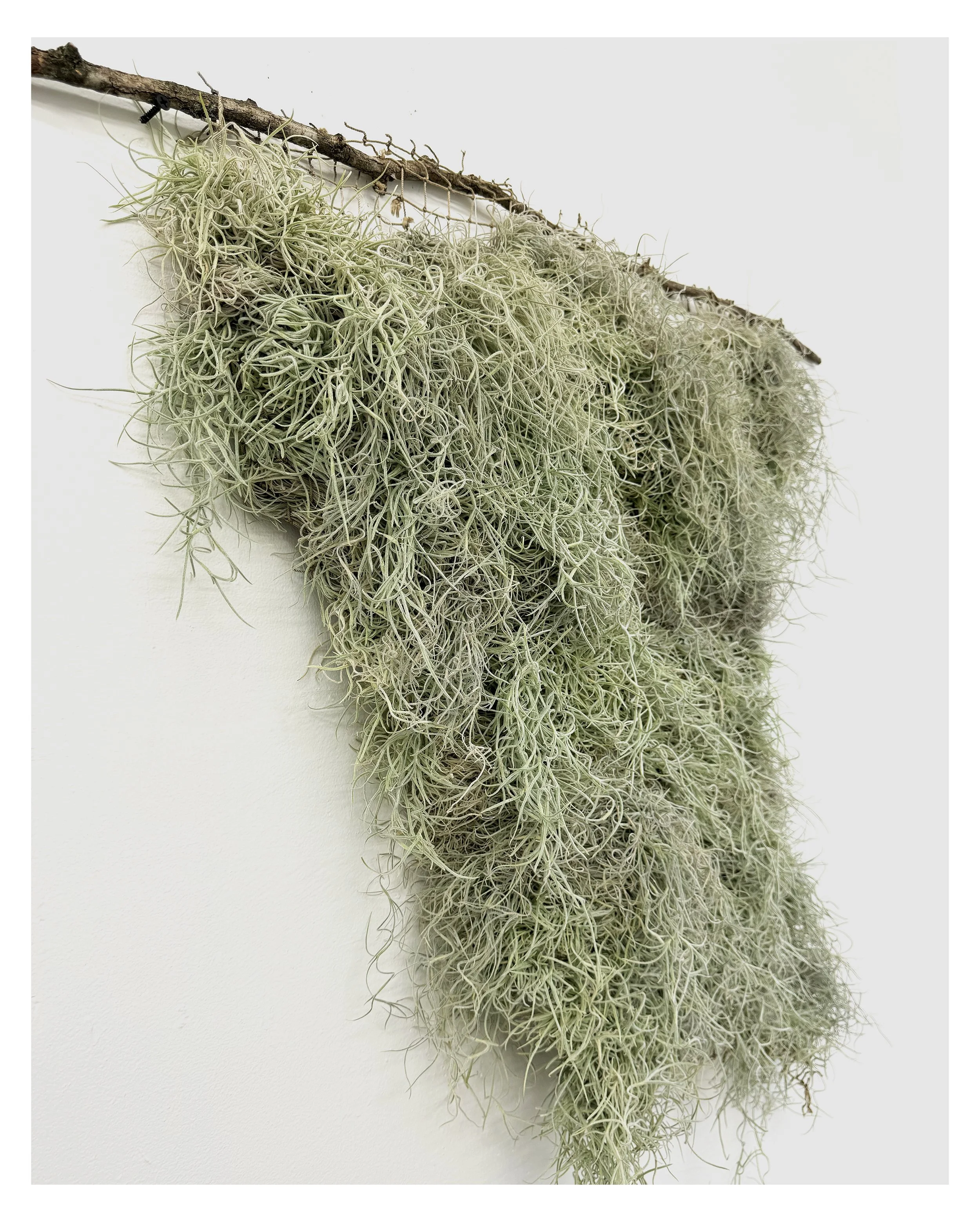   Twist  , 2024  Spanish moss, vintage netting, found stick  40 x 38 in   