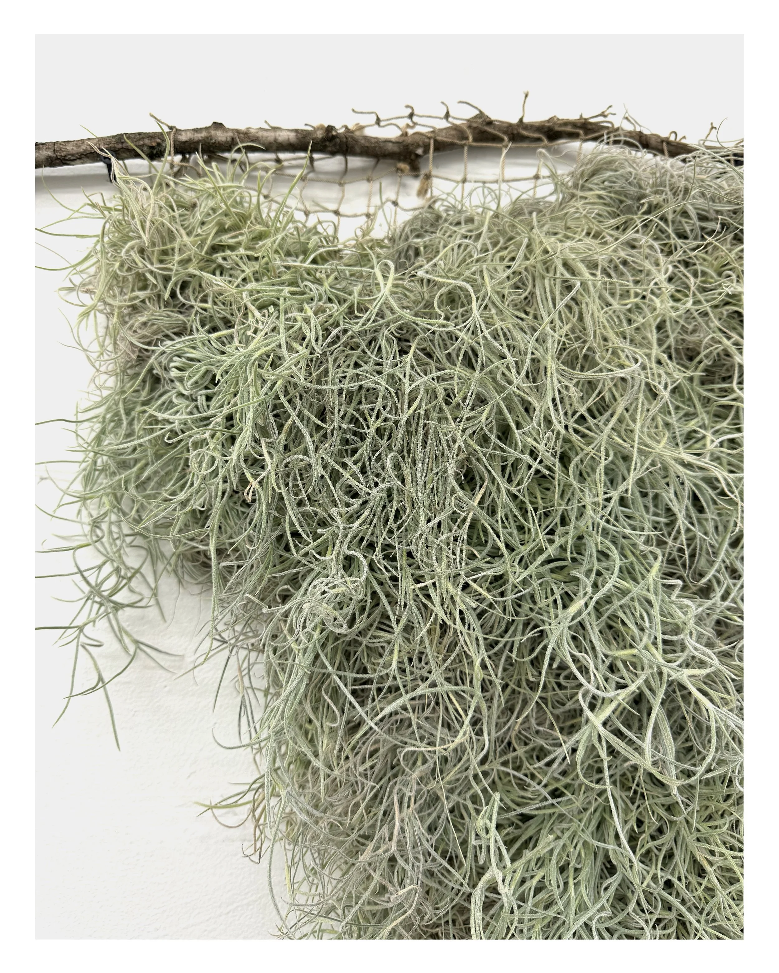    Twist (detail 1)  , 2024  Spanish moss, vintage netting, found stick  40 x 38 in   