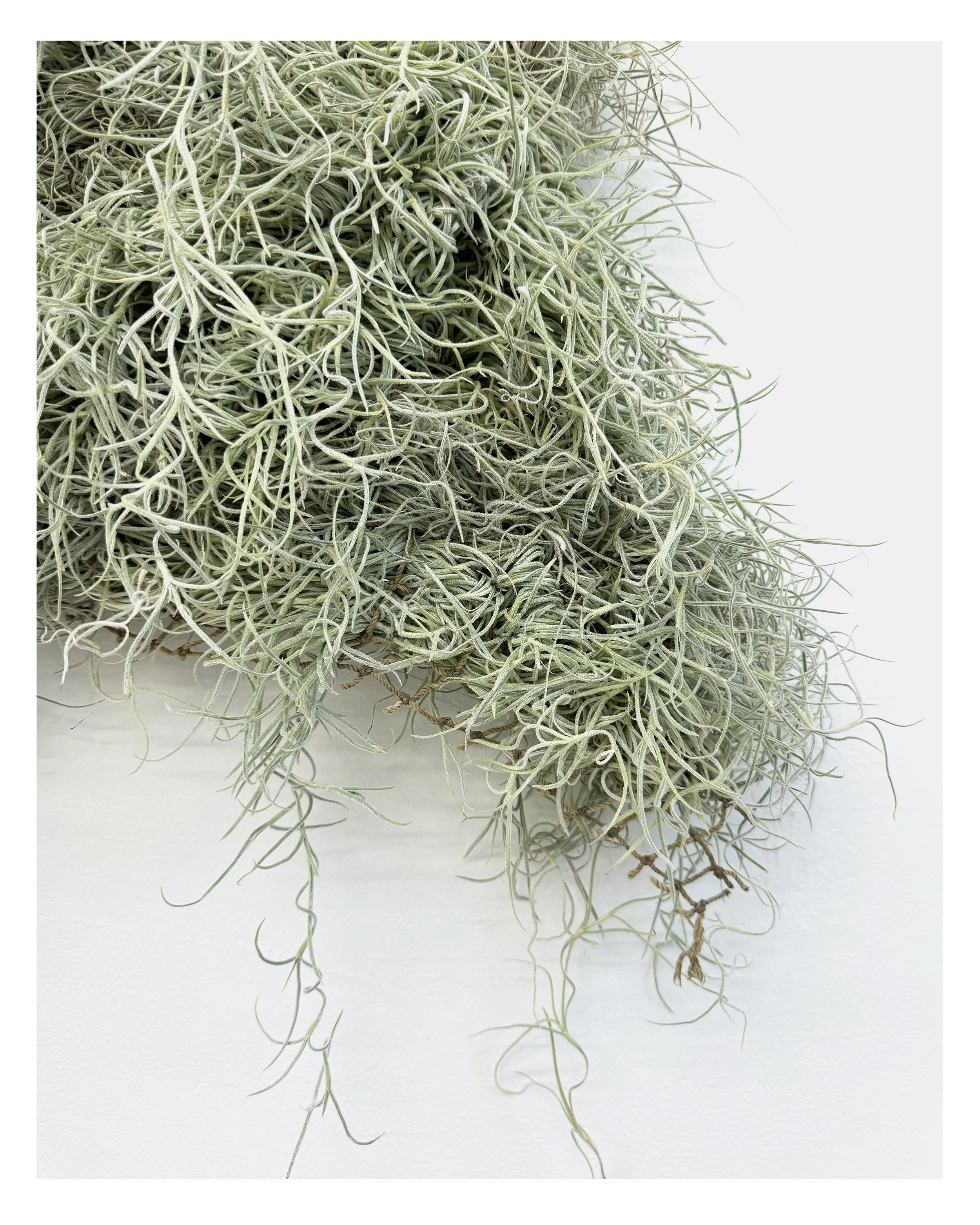    Twist (detail 2)  , 2024  Spanish moss, vintage netting, found stick,   40 x 38 in   