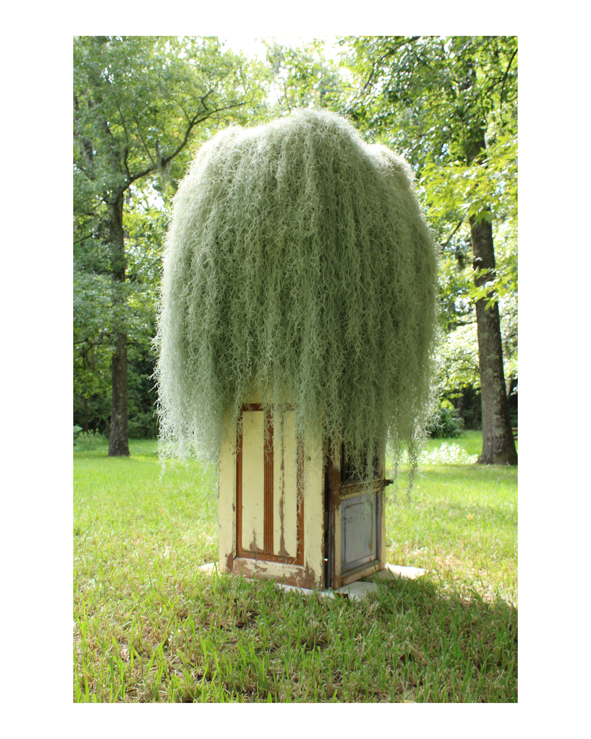    Understory  , 2026 (alternative view)  Spanish moss, found architectural elements, stainless steel mesh, nylon mesh, plant material, soil  80 x 36 x 36 in (approx.)   Understory  is an outdoor installation in which found architectural elements are