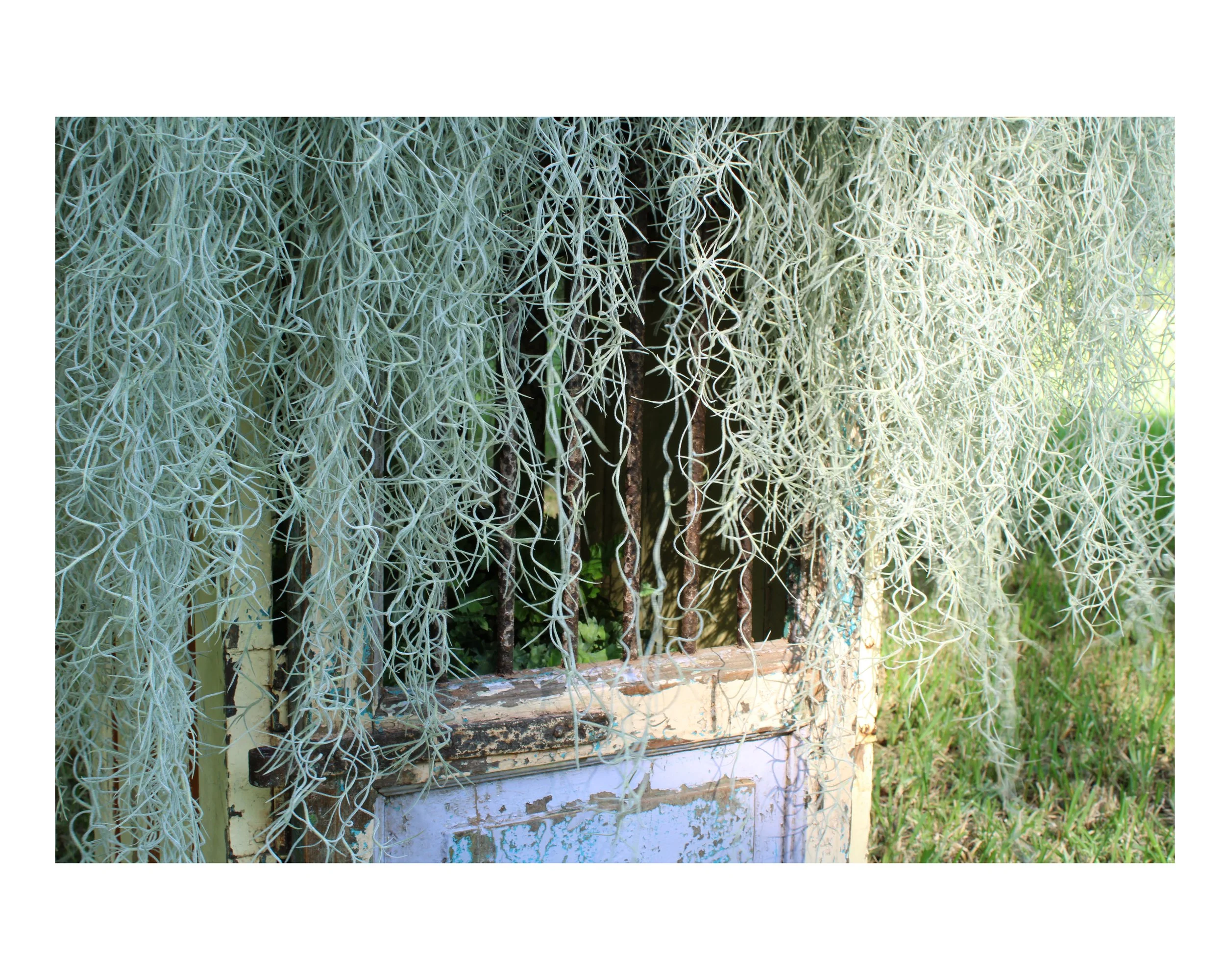    Understory  , 2026 (detail 2)  Spanish moss, found architectural elements, stainless steel mesh, nylon mesh, plant material, soil  80 x 36 x 36 in (approx.)   Understory  is an outdoor installation in which found architectural elements are assembl