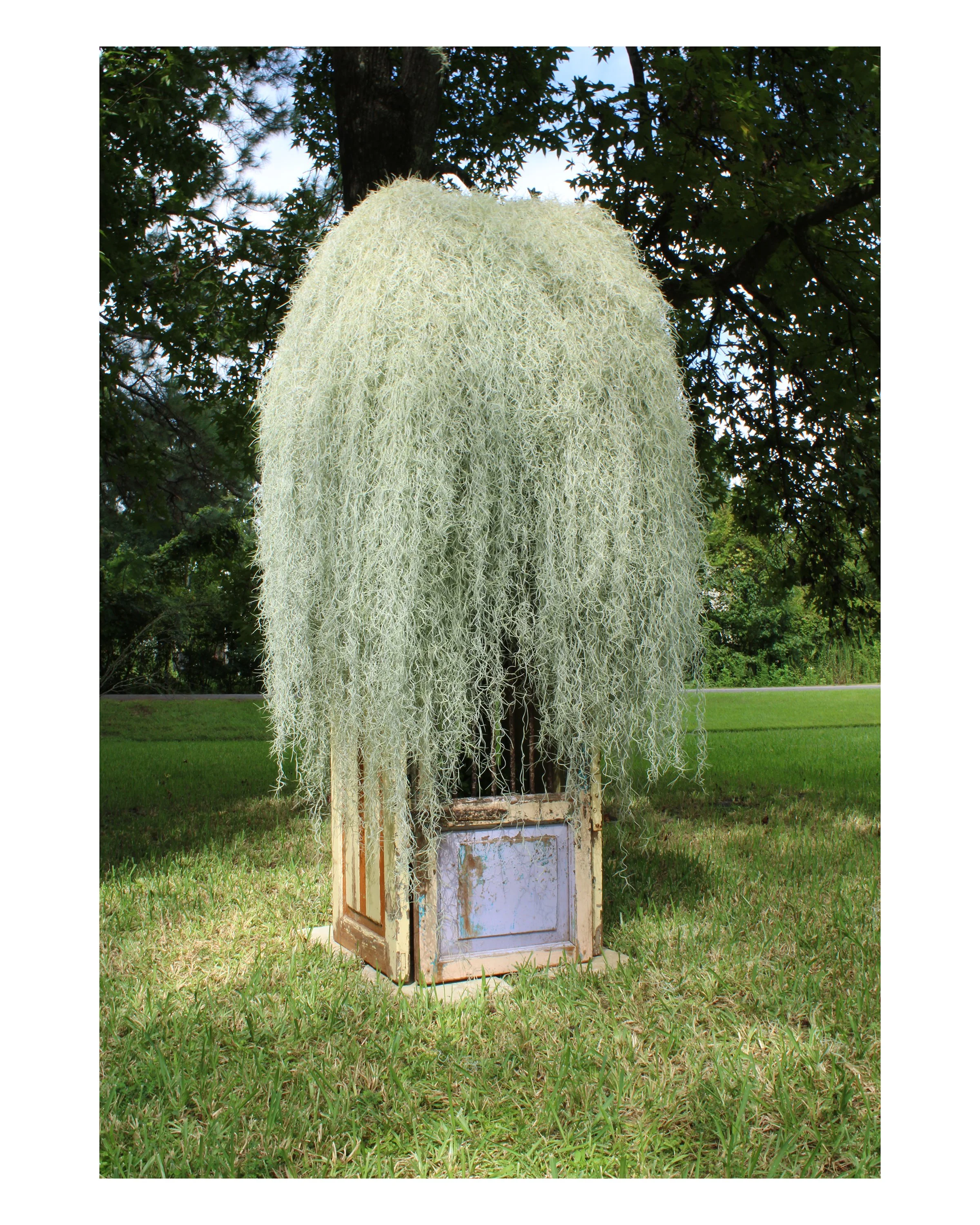    Understory  , 2026  Spanish moss, found architectural elements, stainless steel mesh, nylon mesh, plant material, soil  80 x 36 x 36 in (approx.)   Understory  is an outdoor installation in which found architectural elements are assembled into a f