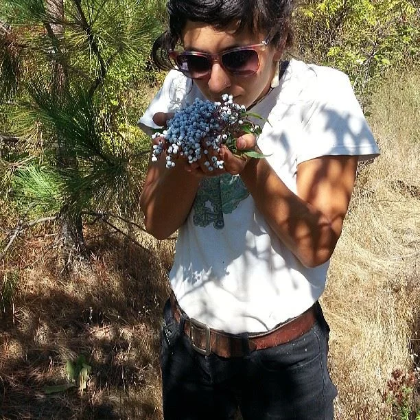 elderberry (Sambucus cerulea) harvest!