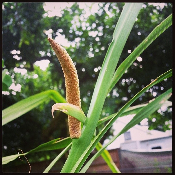 Calamus