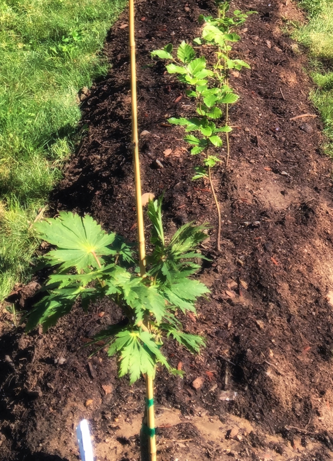 Gate area in the living fence is being flanked on either side with an Acer japonicum 'Aconitifolium' (shown above) and an Acer palmatum 'Butterfly'. Top dressing and gate installation up next.
