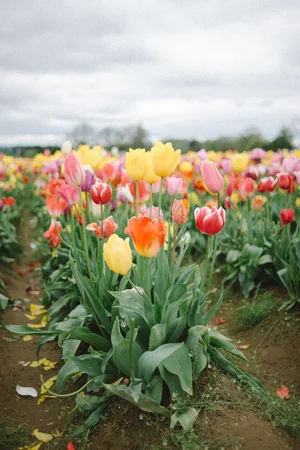 Kirstie & The Wooden Shoe Tulip Farm — Brooklyn, New York Family