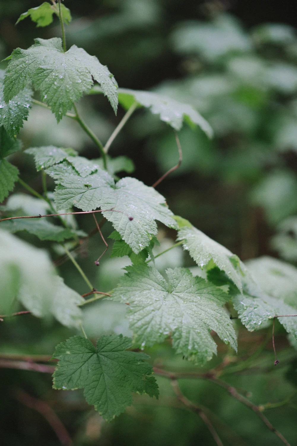 Hoyt-Arboretum-Washington-Park-portland-oregon-natural-woodland fern-16