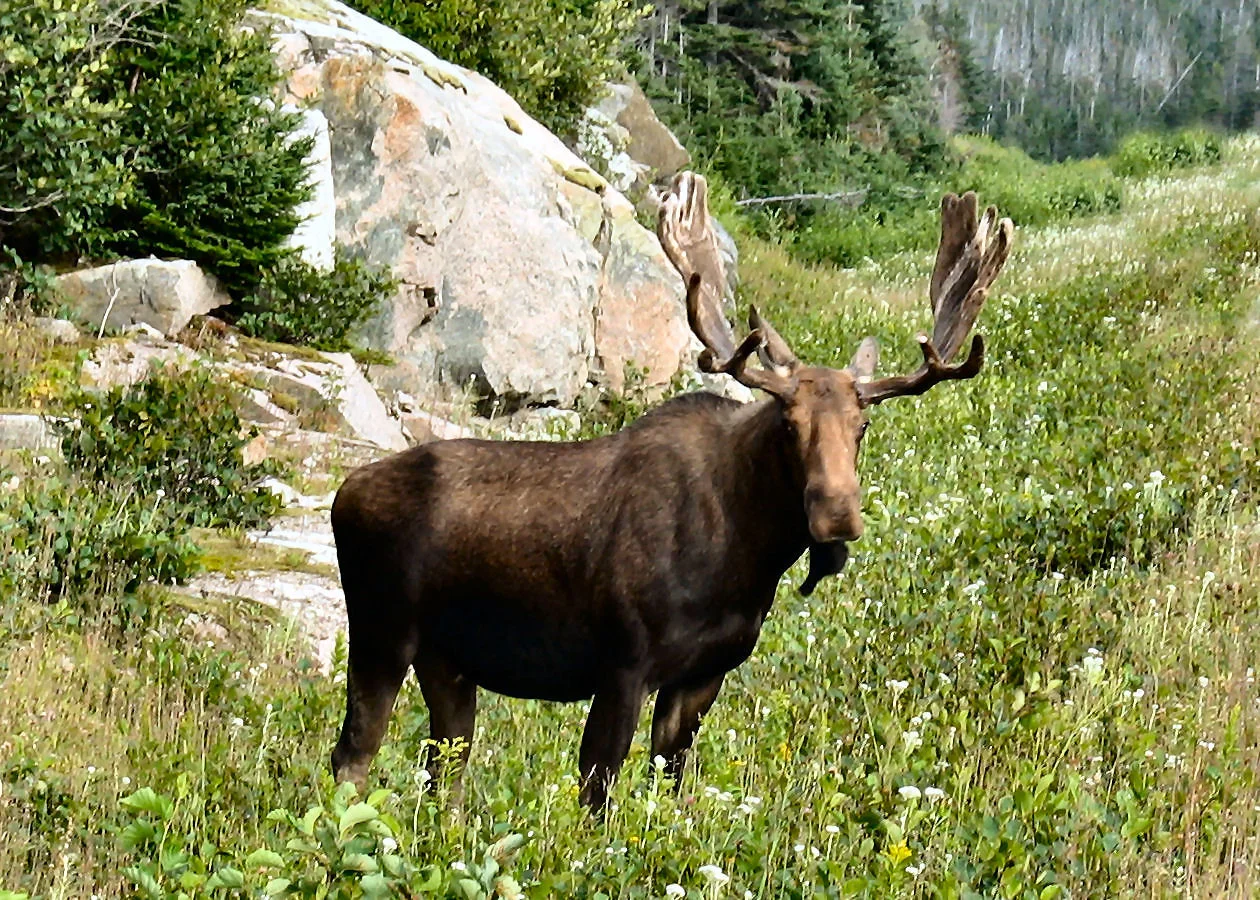 Thank you Mr. Moose for living so we could eat. I always feel bad thinking about where my meat comes from, but I do prefer knowing it lived in the wild and was doing its natural thing until his life ended. 
