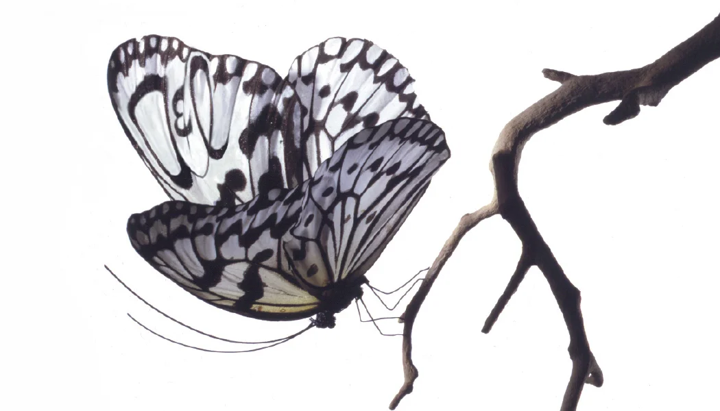 a&l cards singles (hr) 2 copy_90.jpg