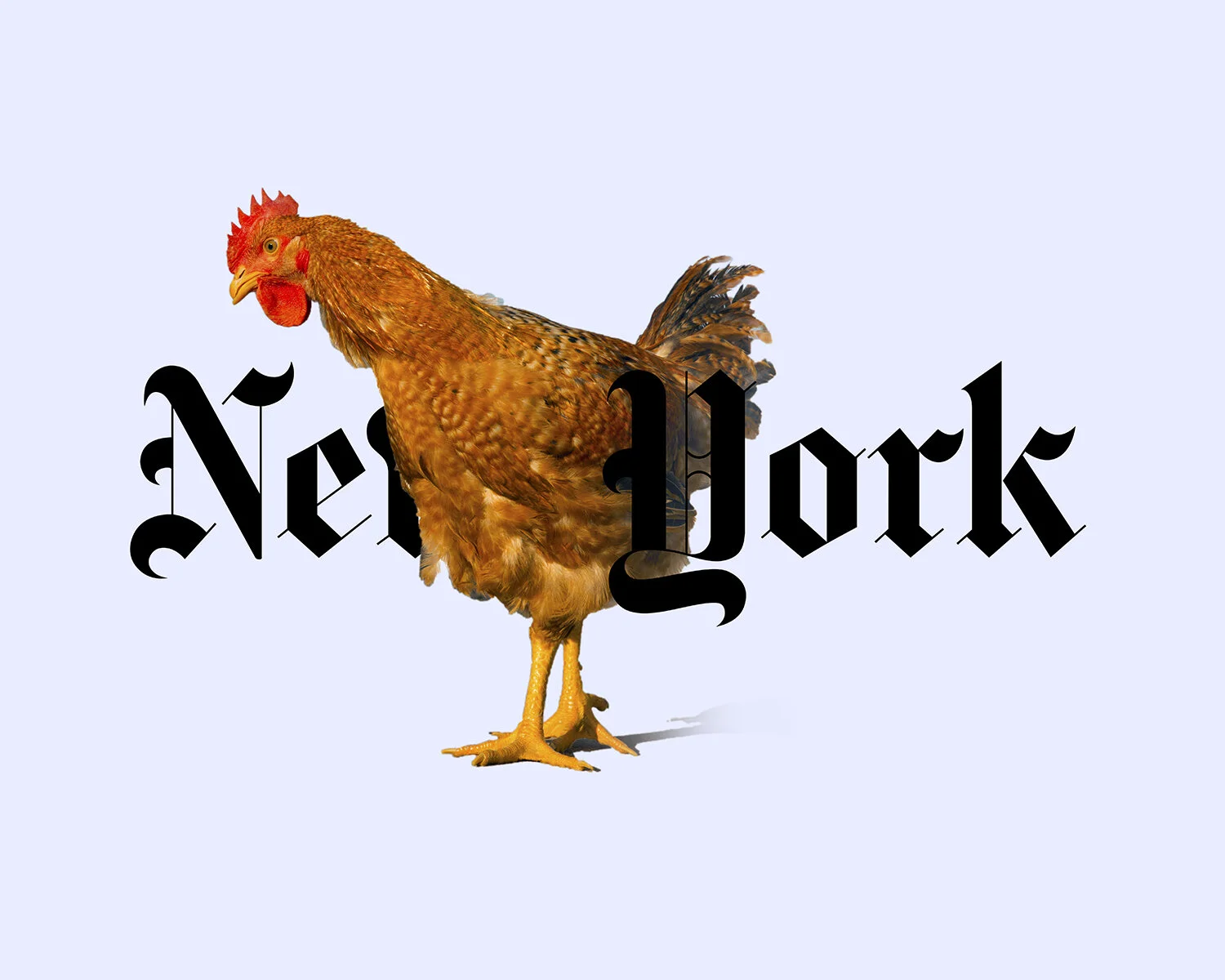 NY_chickenBS3A1550_1500.jpg