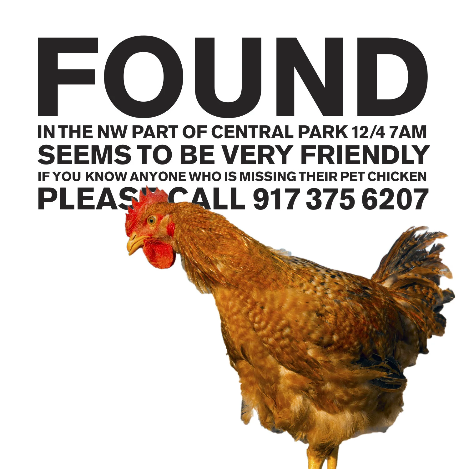 FOUND CHICKEN_square.jpg