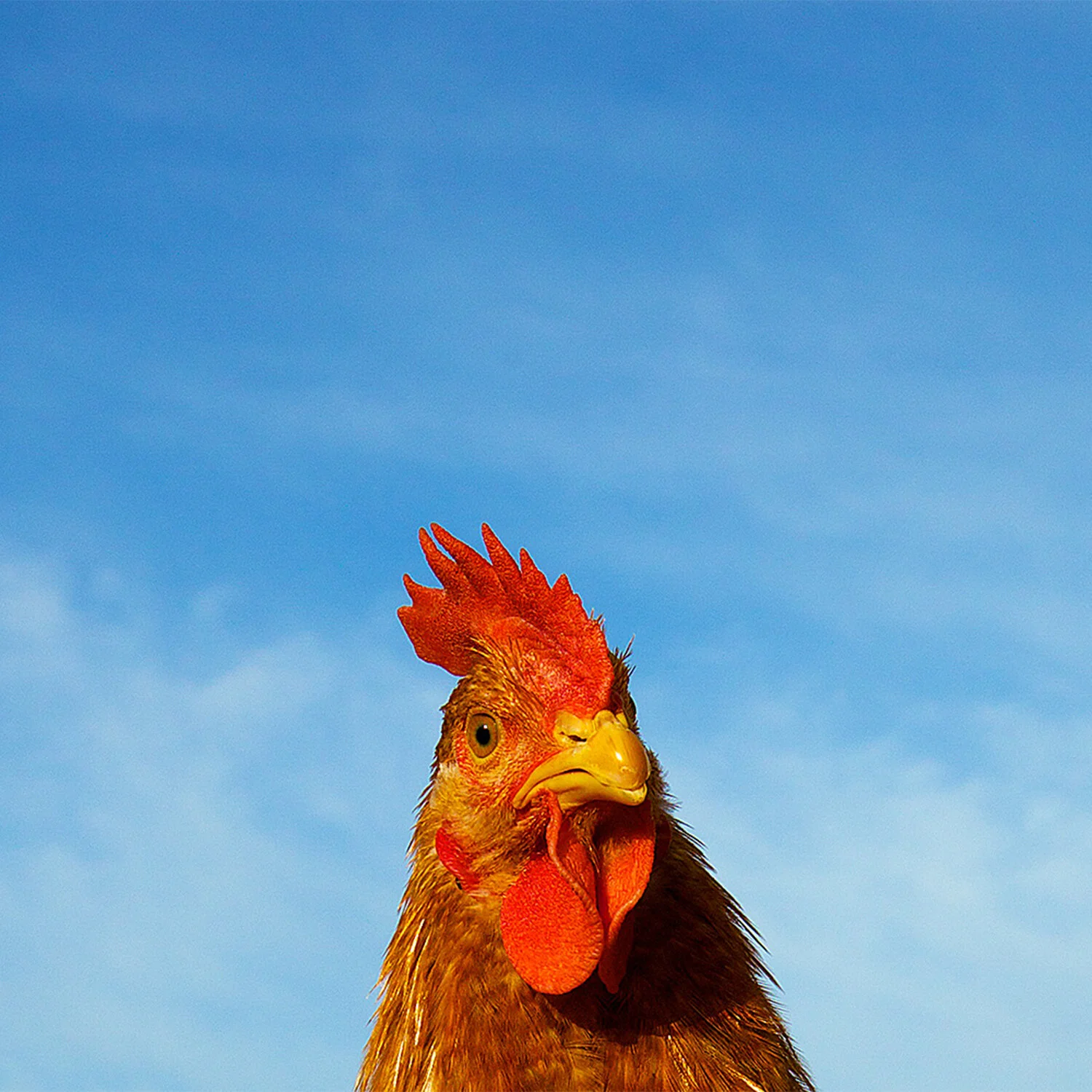 PhotoSquares_0018_BS3A1536 - Version 2_1500.jpg